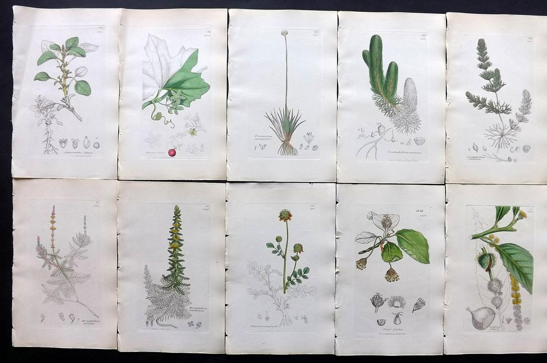 Sowerby, James C1840 Lot 10 Part HCol Botanical Prints: Partial Hand Colored Etchings only (as issued) Published London, 1832-46 for "English Botany; or, Coloured Figures of British Plants…" Second Edition by James Sowerby and Edward Smith. Paper Size: 9