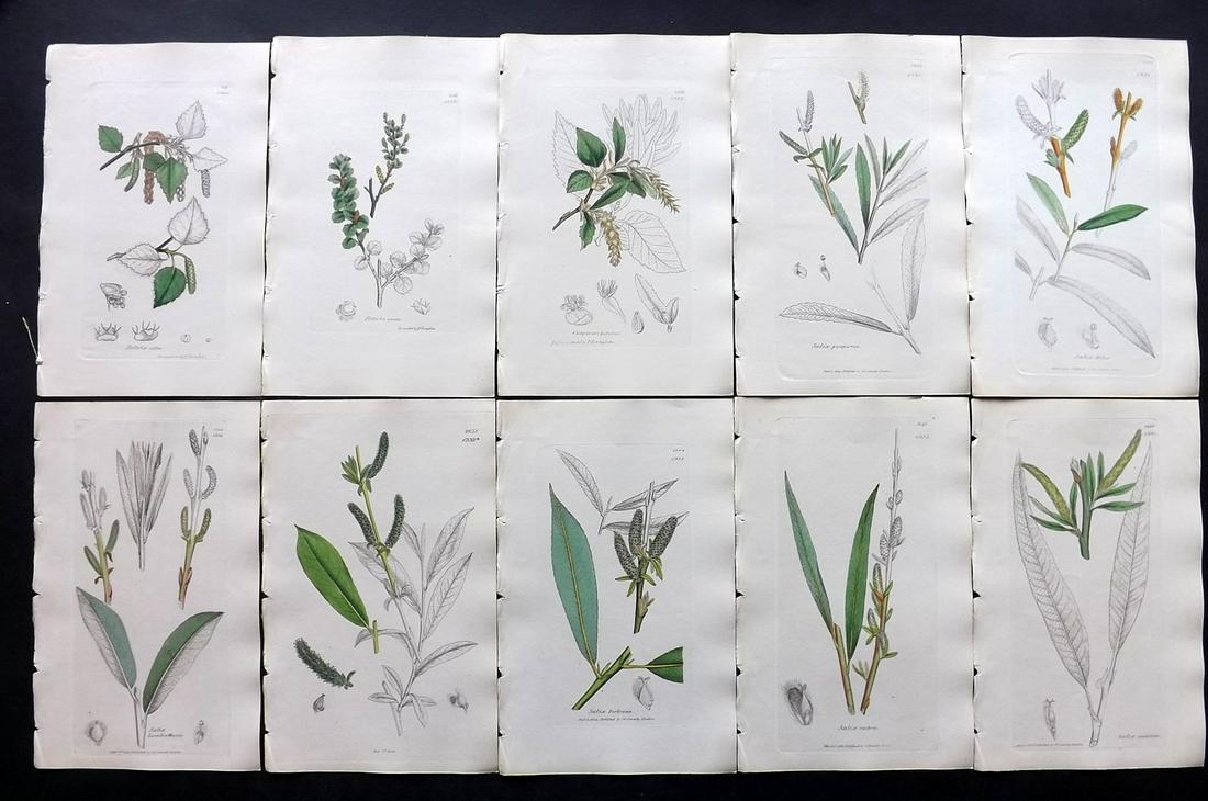 Sowerby, James C1840 Lot 10 Part HCol Botanical Prints: Partial Hand Colored Etchings only (as issued) Published London, 1832-46 for "English Botany; or, Coloured Figures of British Plants…" Second Edition by James Sowerby and Edward Smith. Paper Size: 9