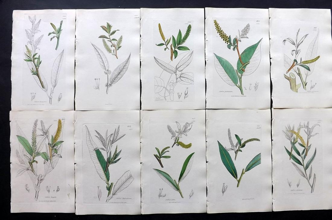 Sowerby, James C1840 Lot 10 Part HCol Botanical Prints: Partial Hand Colored Etchings only (as issued) Published London, 1832-46 for "English Botany; or, Coloured Figures of British Plants…" Second Edition by James Sowerby and Edward Smith. Paper Size: 9