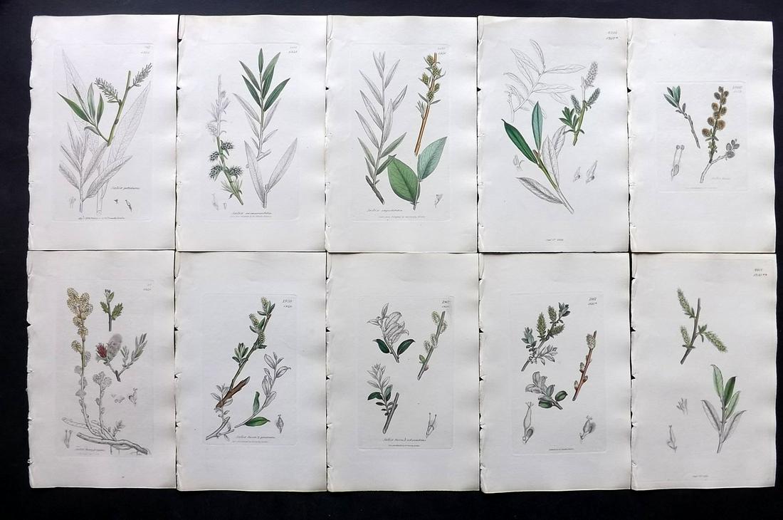 Sowerby, James C1840 Lot 10 Part HCol Botanical Prints: Partial Hand Colored Etchings only (as issued) Published London, 1832-46 for "English Botany; or, Coloured Figures of British Plants…" Second Edition by James Sowerby and Edward Smith. Paper Size: 9