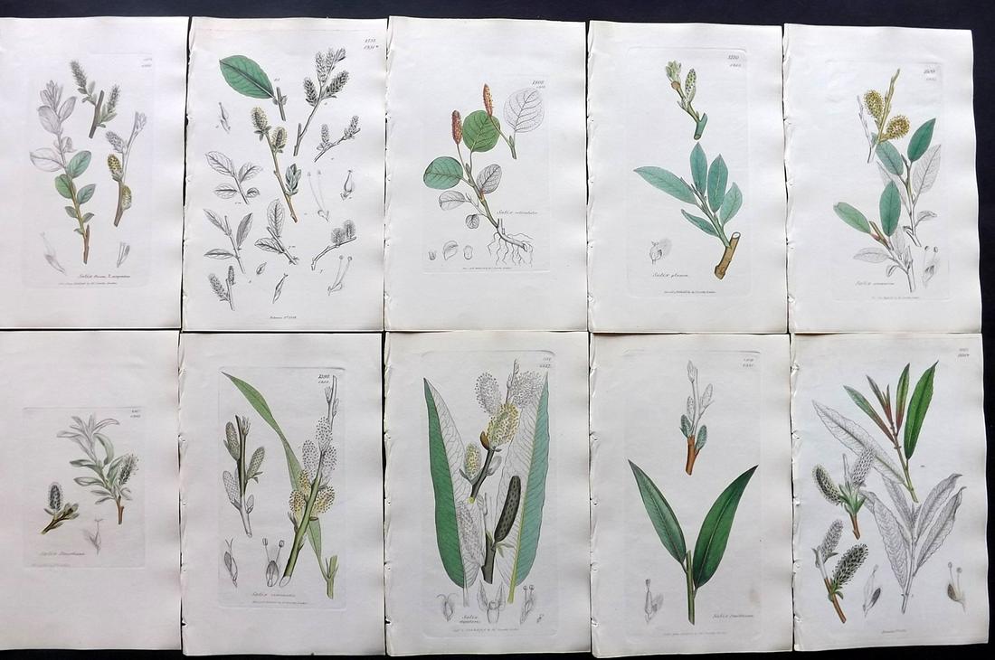 Sowerby, James C1840 Lot 10 Part HCol Botanical Prints: Partial Hand Colored Etchings only (as issued) Published London, 1832-46 for "English Botany; or, Coloured Figures of British Plants…" Second Edition by James Sowerby and Edward Smith. Paper Size: 9