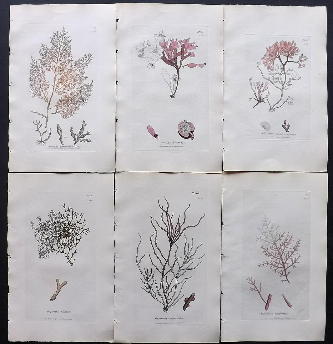Sowerby, James C1840 Lot of 6 Part HCol Seaweed Prints: Partial Hand Colored Etchings only (as issued) Published London, 1832-46 for "English Botany; or, Coloured Figures of British Plants…" Second Edition by James Sowerby and Edward Smith. Paper Size: 9