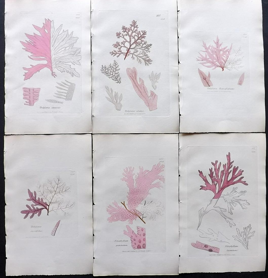 Sowerby, James C1840 Lot of 6 Part HCol Seaweed Prints: Partial Hand Colored Etchings only (as issued) Published London, 1832-46 for "English Botany; or, Coloured Figures of British Plants…" Second Edition by James Sowerby and Edward Smith. Paper Size: 9