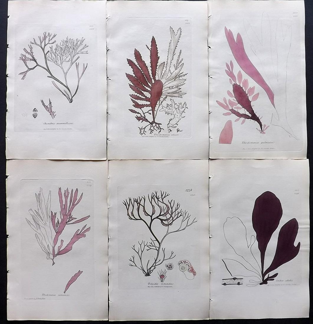 Sowerby, James C1840 Lot of 6 Part HCol Seaweed Prints (1 of 2)