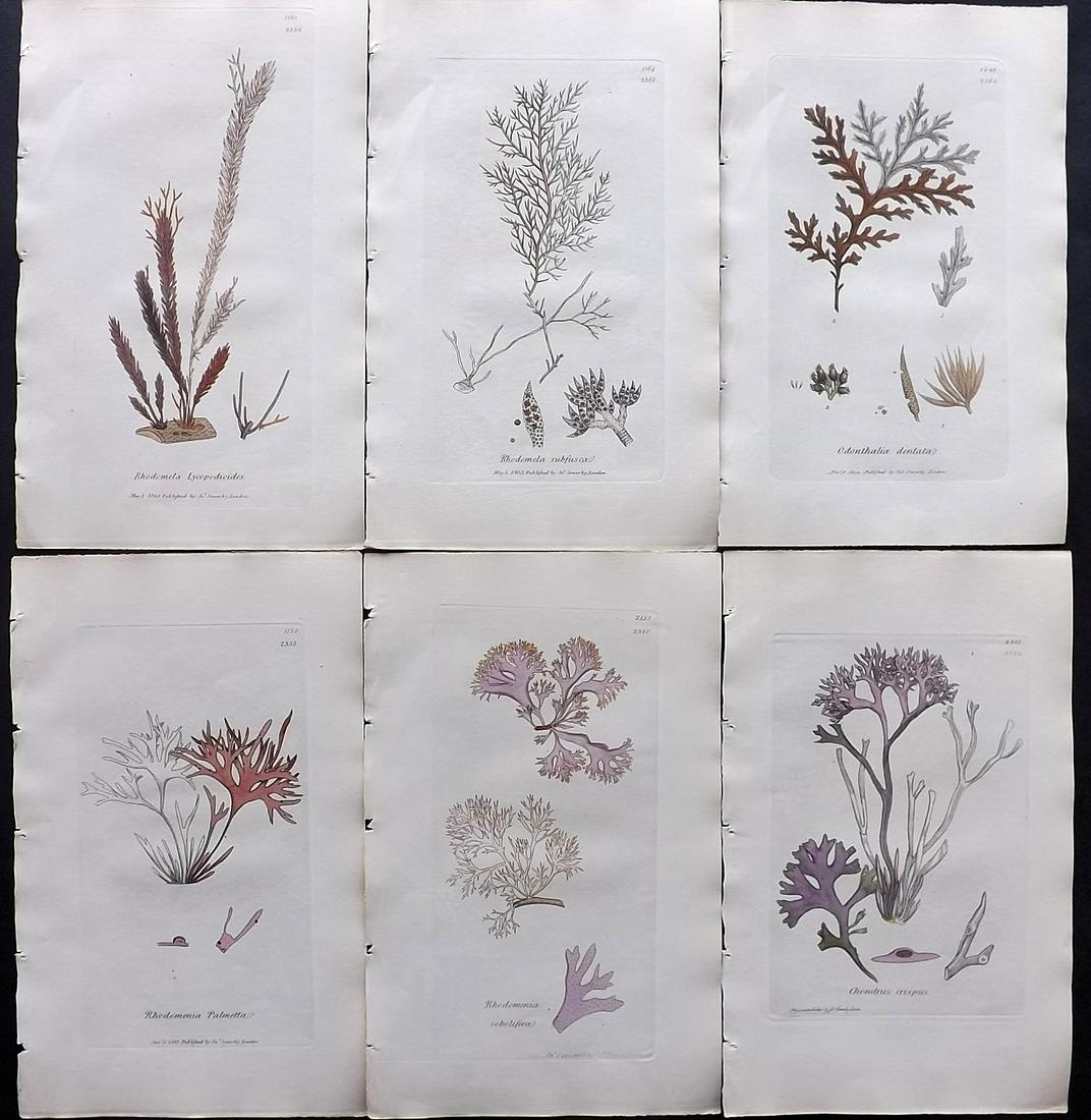 Sowerby, James C1840 Lot of 6 Part HCol Seaweed Prints: Partial Hand Colored Etchings only (as issued) Published London, 1832-46 for "English Botany; or, Coloured Figures of British Plants…" Second Edition by James Sowerby and Edward Smith. Paper Size: 9