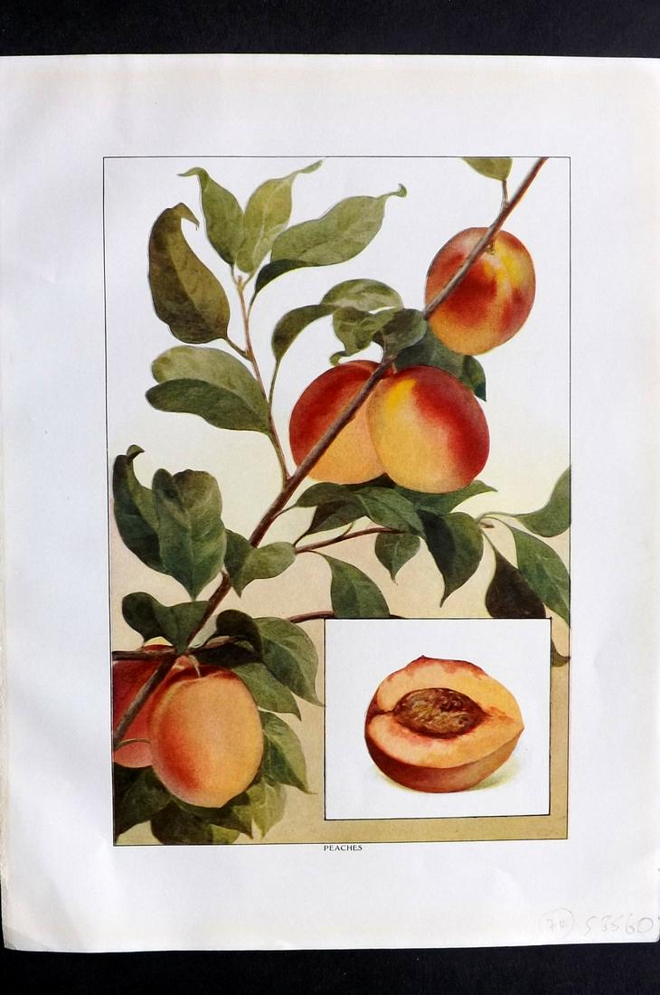 Ward, Artemas 1911 Botanical Print. Peaches Fruit (1 of 2)