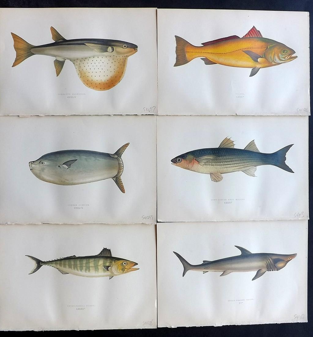 Couch, Jonathan 1878 Lot of 6 Fish Prints: Color Printed Woodblocks Published 1862, London for "A History of the Fishes of the British Islands" by Jonathan Couch. Paper Size: 9.5 x 6.5 inch (24 x 16.5cm) Good Condition