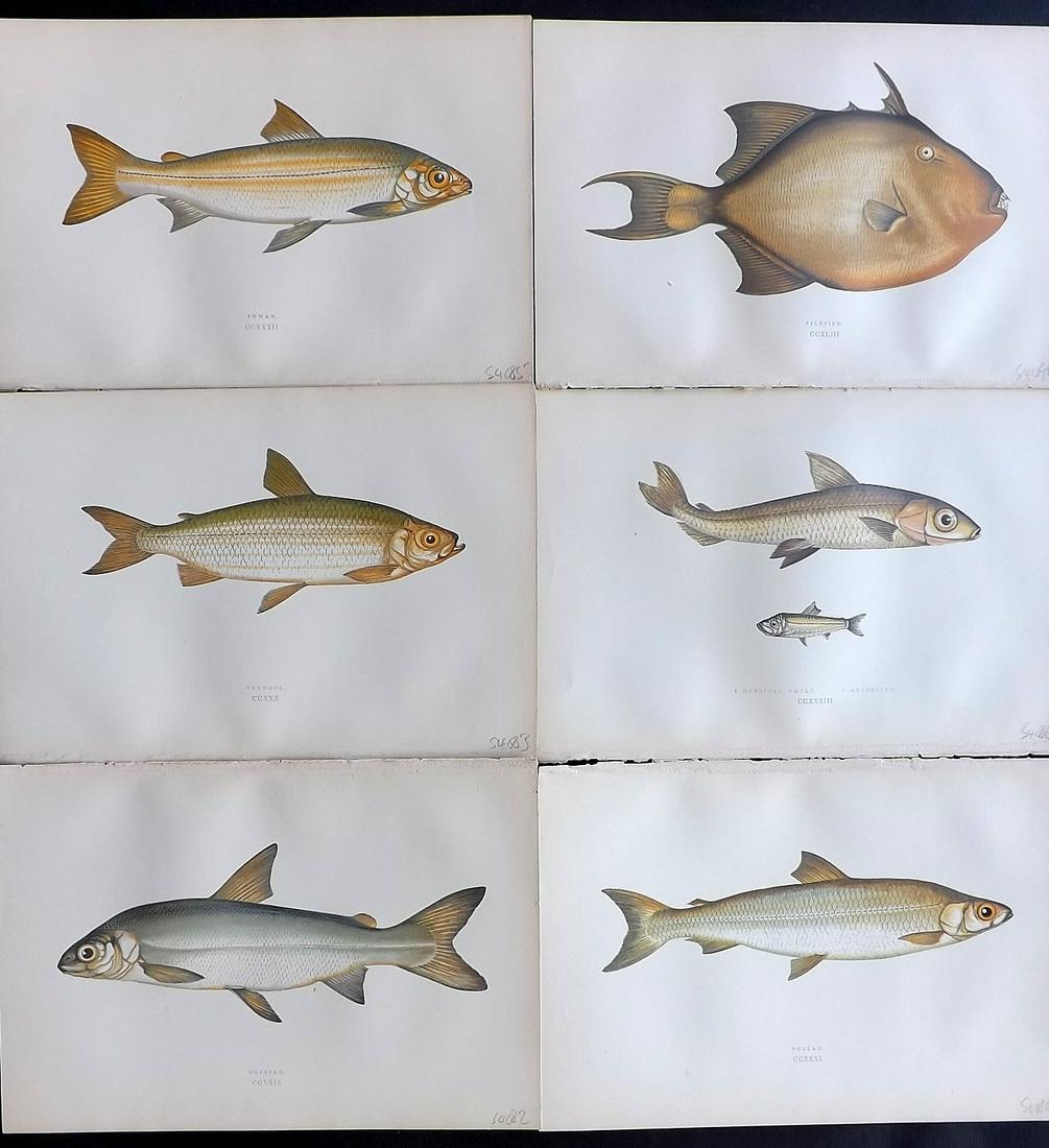 Couch, Jonathan 1878 Lot of 6 Fish Prints: Color Printed Woodblocks Published 1862, London for "A History of the Fishes of the British Islands" by Jonathan Couch. Paper Size: 9.5 x 6.5 inch (24 x 16.5cm) Good Condition