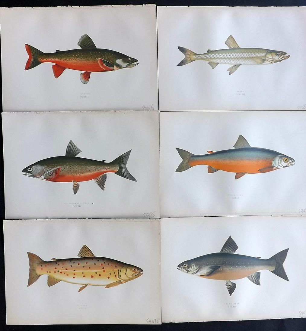 Couch, Jonathan 1878 Lot of 6 Fish Prints: Color Printed Woodblocks Published 1862, London for "A History of the Fishes of the British Islands" by Jonathan Couch. Paper Size: 9.5 x 6.5 inch (24 x 16.5cm) Good Condition