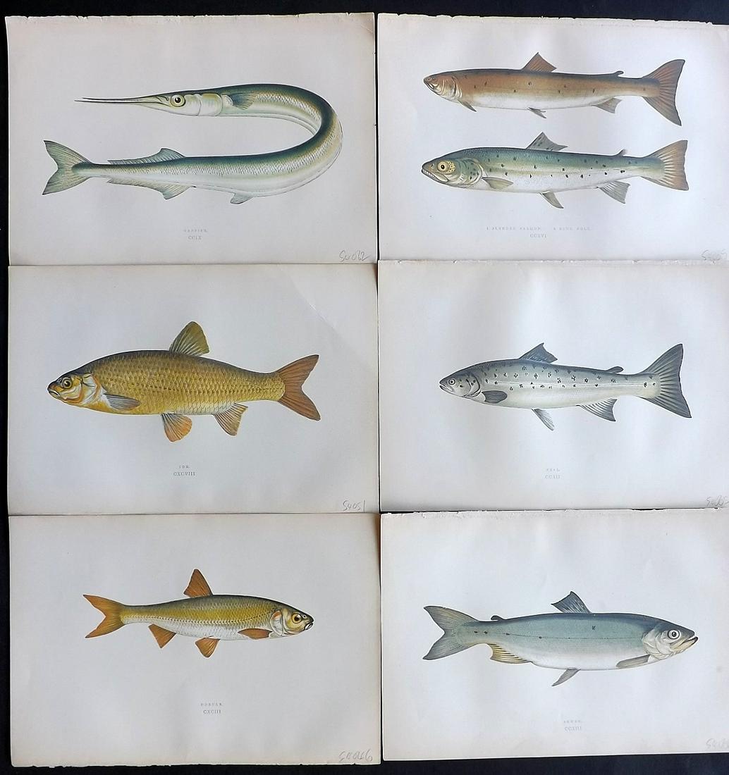 Couch, Jonathan 1878 Lot of 6 Fish Prints: Color Printed Woodblocks Published 1862, London for "A History of the Fishes of the British Islands" by Jonathan Couch. Paper Size: 9.5 x 6.5 inch (24 x 16.5cm) Good Condition