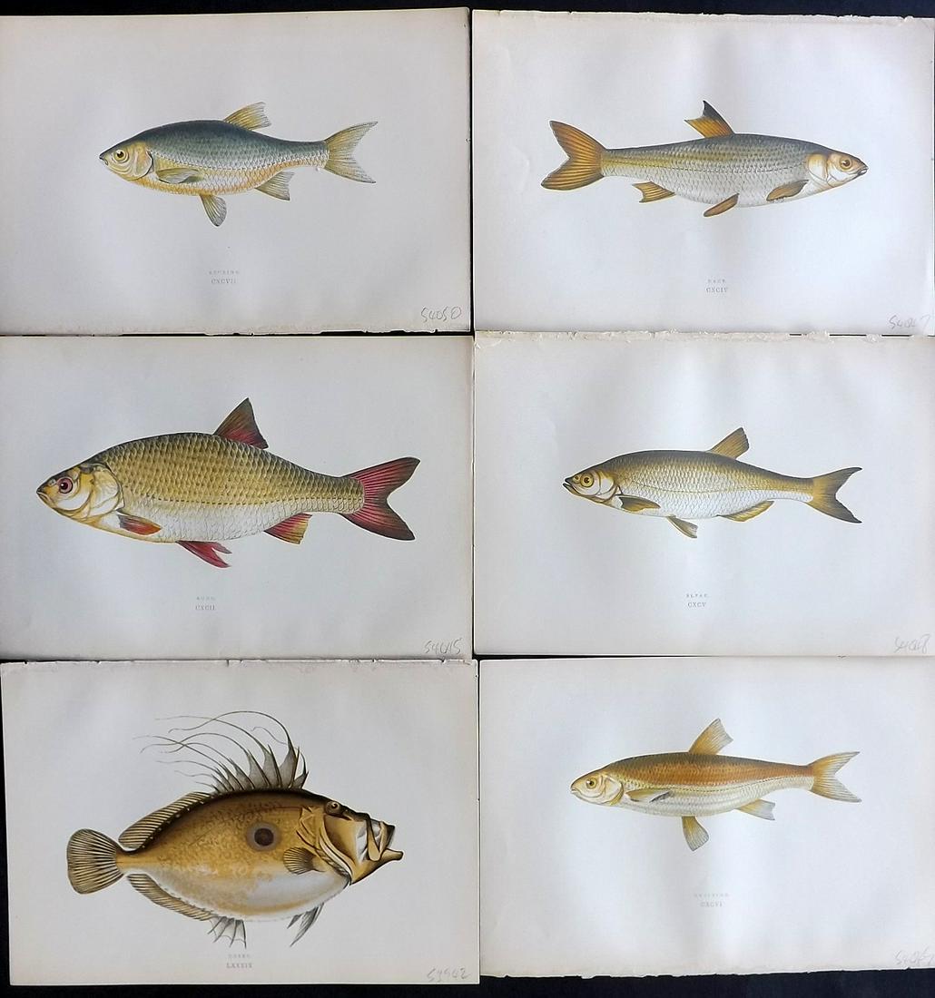 Couch, Jonathan 1878 Lot of 6 Fish Prints: Color Printed Woodblocks Published 1862, London for "A History of the Fishes of the British Islands" by Jonathan Couch. Paper Size: 9.5 x 6.5 inch (24 x 16.5cm) Good Condition