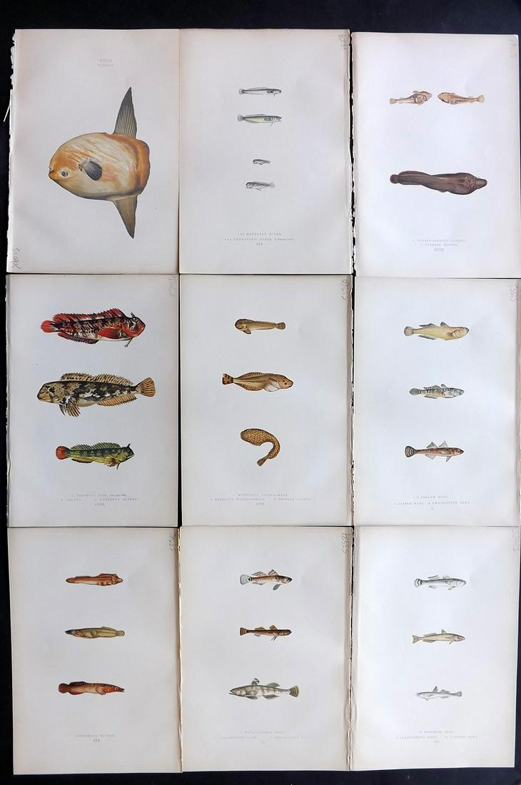 Couch, Jonathan 1878 Lot of 9 Fish Prints: Color Printed Woodblocks Published 1862, London for "A History of the Fishes of the British Islands" by Jonathan Couch. Paper Size: 9.5 x 6.5 inch (24 x 16.5cm) Good Condition