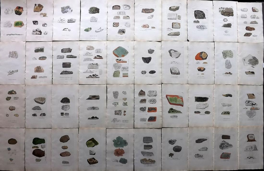 Sowerby, James C1840 Lot 40 Part HCol Prints. Lichens (1 of 11)