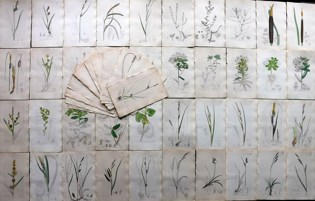 Sowerby, James C1840 Lot 80 Part HCol Botanical Prints: Partial Hand Colored Etchings only (as issued) Published London, 1832-46 for "English Botany; or, Coloured Figures of British Plants…" Second Edition by James Sowerby and Edward Smith. Paper Size: 9