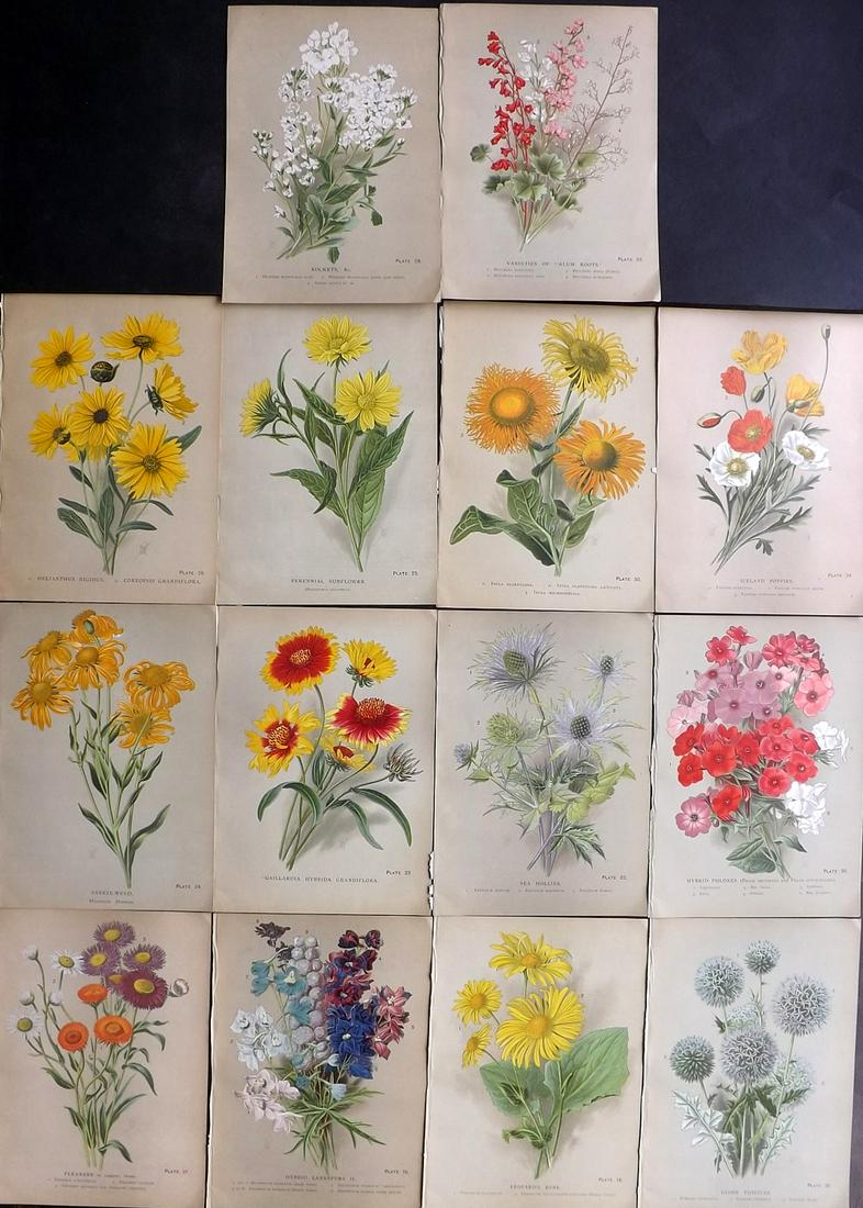 Meyer, F. W. 1901 Lot of 14 Rare Botanical Prints: Chromolithographs Published 1901, Liverpool for "The Best Hardy Perennials..." by F. W. Meyer. Rare. Paper Size: 10.5 x 7.5 inch (27 x 19cm) Good Condition.