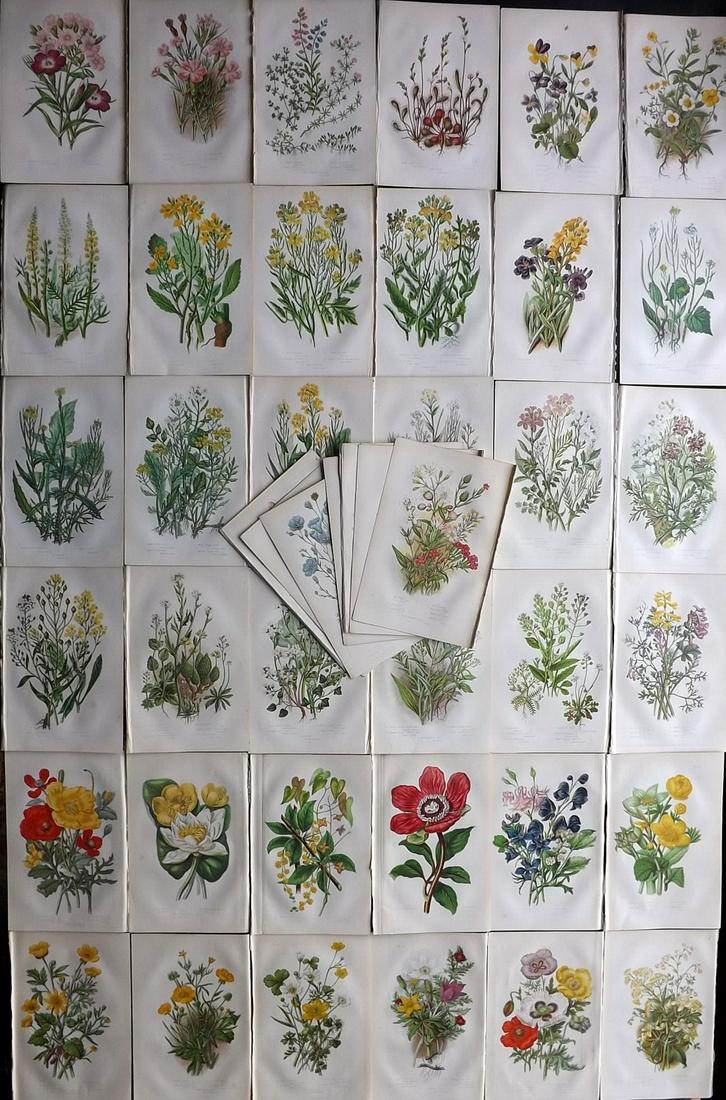 Pratt, Anne C1870 Lot of 46 Antique Botanical Prints (1 of 10)