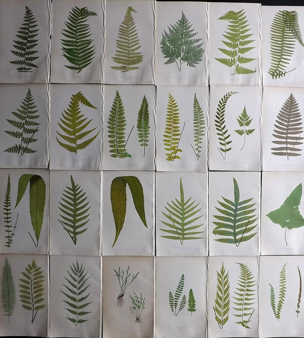 Lowe, Edward 1857 Lot of 24 Antique Fern Prints: Woodblocks Published 1856-62 by Groombridge and Sons, London for "Ferns: British and Exotic" by Edward Lowe. Illustrated by A.F. Lydon. Printed by Benjamin Fawcett. Paper Size: 10 x 6 inch (25 x 15cm)