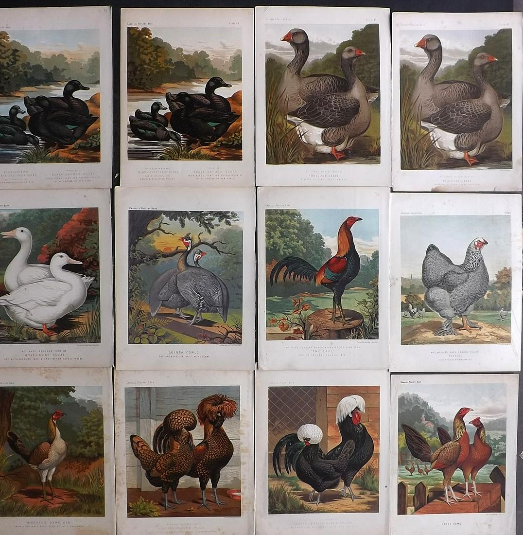 Ludlow & Wright C1880 Lot of 12 Poultry Prints (1 of 5)