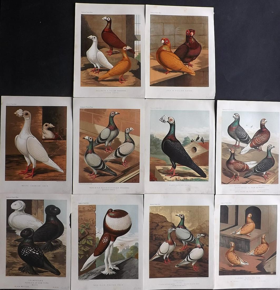 Ludlow & Fulton 1878 Lot of 10 Bird Prints. Pigeons: Chromolithographs Published 1876-78 by Cassell & Company, London for "The Illustrated Book of Pigeons" by Robert Fulton. Illustrated by J. W. Ludlow. Paper Size: 10.5 x 8 inch (27 x 21cm) Very minor m