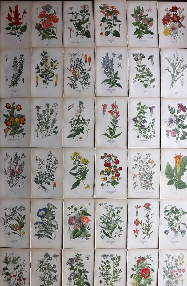 Step, Edward 1897 Lot of 36 Botanical Prints (1 of 9)