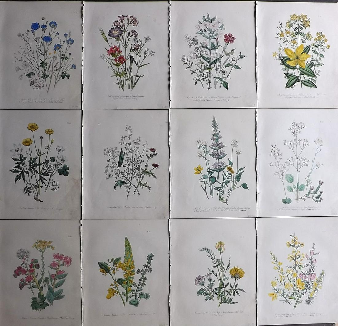 Loudon, Mrs Jane 1849 Lot 12 Hand Col Botanical Prints (1 of 5)