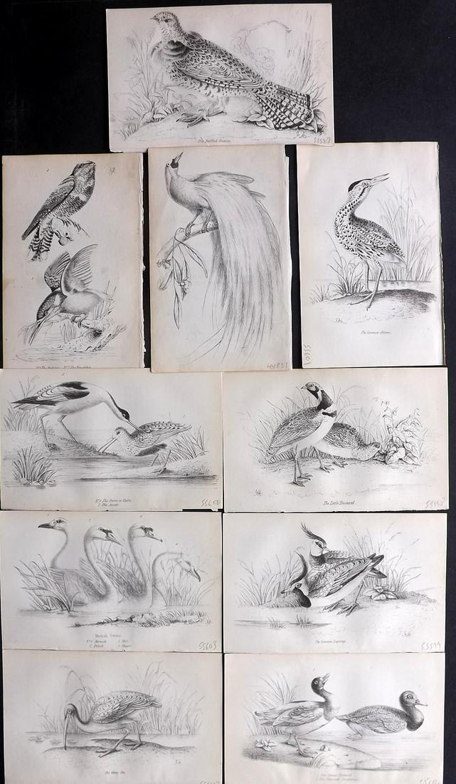Tyas, Robert 1855 Lot of 10 Bird Prints: Lithograph Published 1855, London for "Beautiful Birds Described" by Robert Tyas. Paper Size: 6.5 x 4 inch (16.5 x 10cm) Good Condition