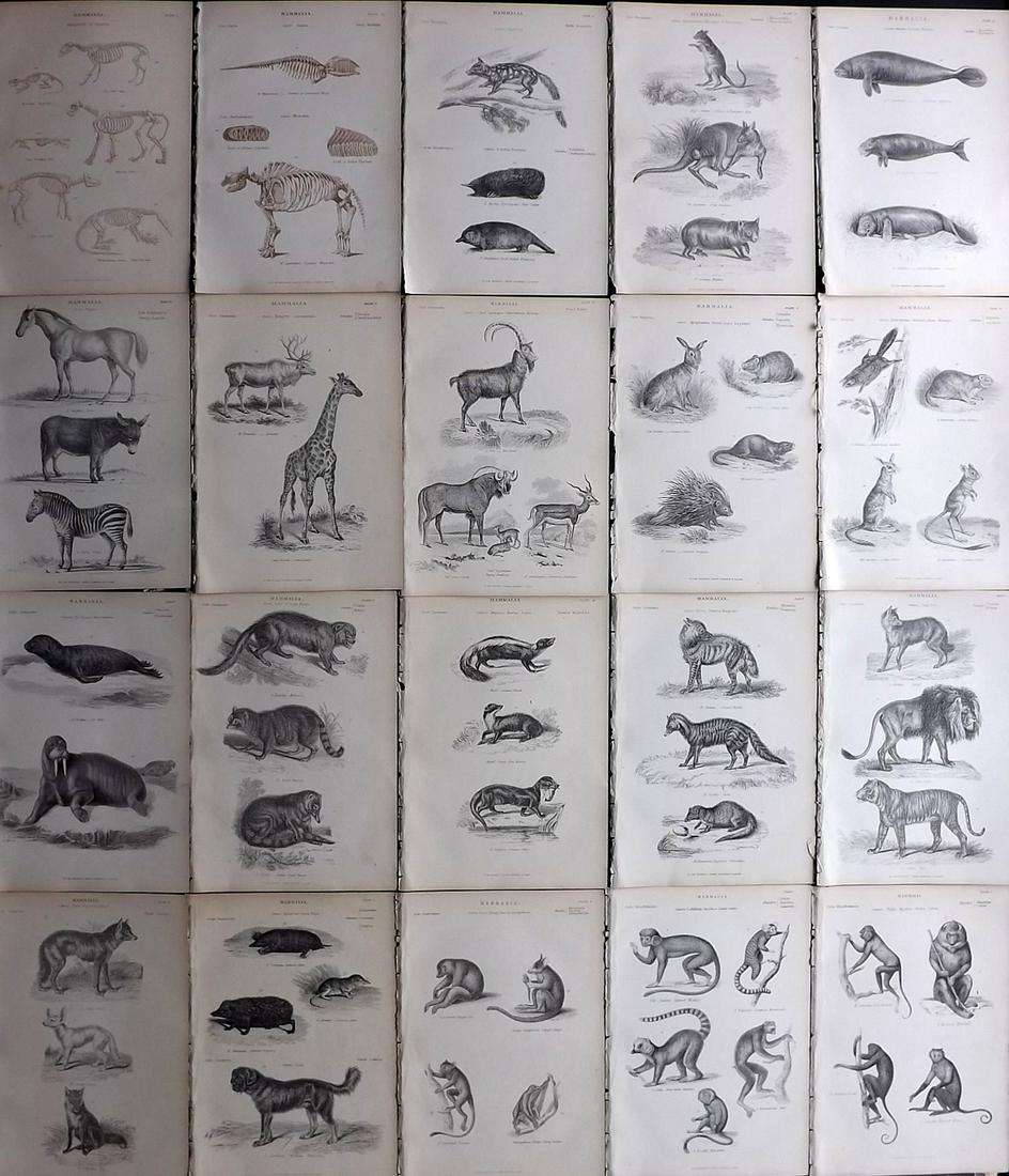 Richardson, John 1862 Lot of 20 Natural History Prints: Steel Engravings/Etchings Published 1859-62 by William Mackenzie, Edinburgh & London for "The Museum of Natural History" by John Richardson. Paper Size: 10.5 x 7 inch (27 x 18cm) Good Condition