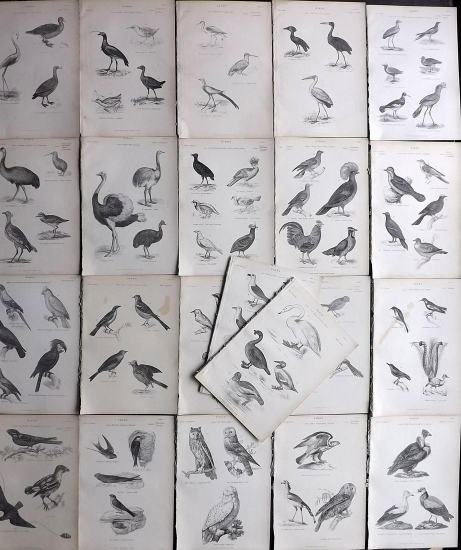 Richardson, John 1862 Lot of 22 Antique Bird Prints (1 of 7)