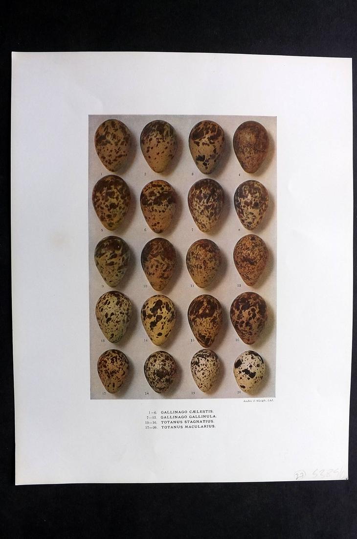 Dresser, Henry 1910 Bird Egg Print. Gallinago etc: Folio Halftone Lithograph Published 1905-10, London for "Eggs Of The Birds Of Europe..." by Henry Dresser. Rare. Paper Size: 13 x 10 inch (33 x 25cm) Good Condition
