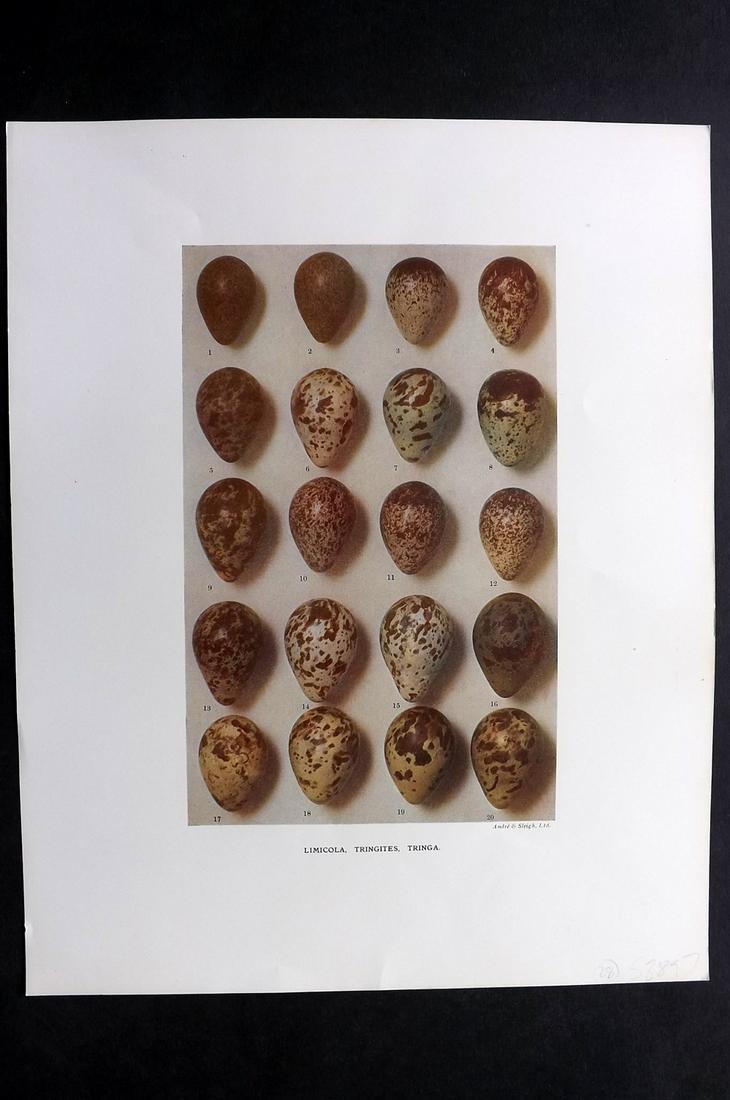 Dresser, Henry 1910 Bird Egg Print. Limicola etc: Folio Halftone Lithograph Published 1905-10, London for "Eggs Of The Birds Of Europe..." by Henry Dresser. Rare. Paper Size: 13 x 10 inch (33 x 25cm) Good Condition