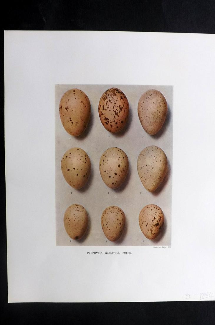 Dresser, Henry 1910 Bird Egg Print. Porphyrio: Folio Halftone Lithograph Published 1905-10, London for "Eggs Of The Birds Of Europe..." by Henry Dresser. Rare. Paper Size: 13 x 10 inch (33 x 25cm) Good Condition