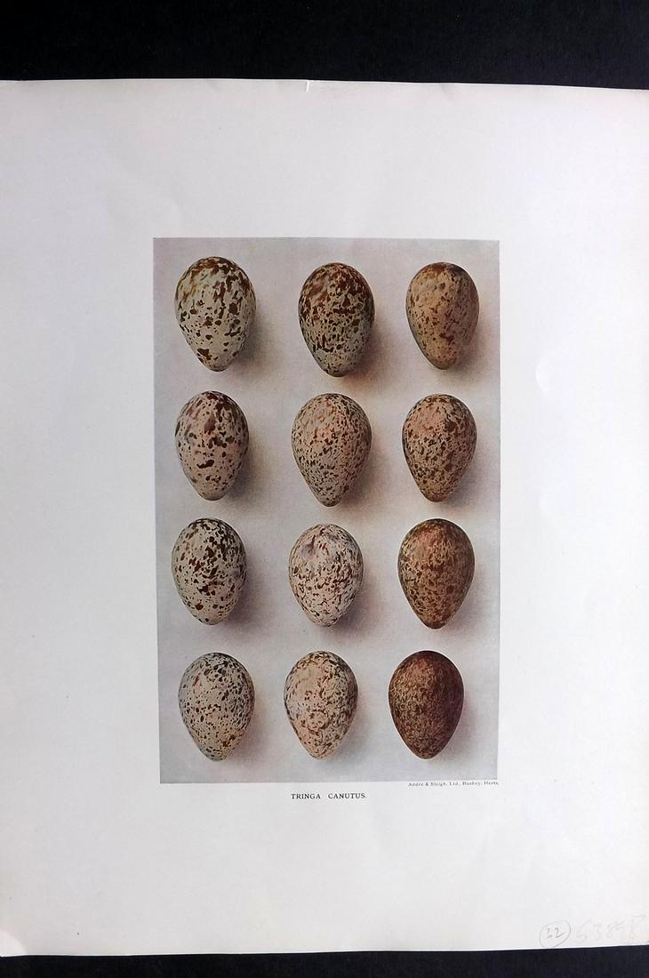 Dresser, Henry 1910 Bird Egg Print. Tringa Canutus: Folio Halftone Lithograph Published 1905-10, London for "Eggs Of The Birds Of Europe..." by Henry Dresser. Rare. Paper Size: 13 x 10 inch (33 x 25cm) Good Condition