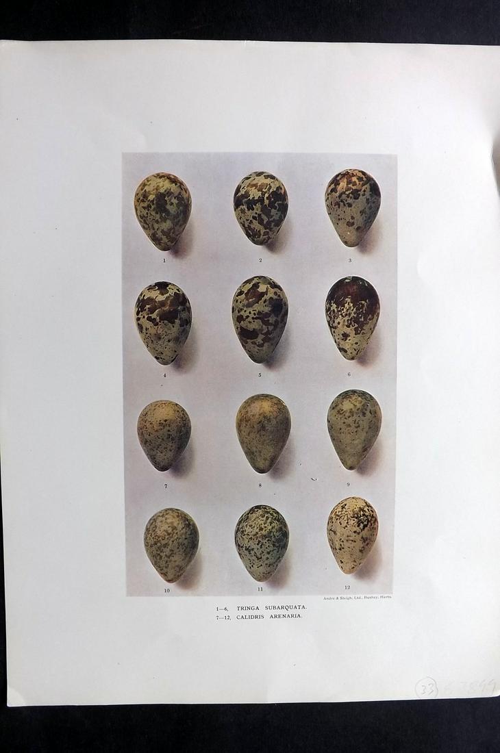 Dresser, Henry 1910 Bird Egg Print. Tringa, Calidris: Folio Halftone Lithograph Published 1905-10, London for "Eggs Of The Birds Of Europe..." by Henry Dresser. Rare. Paper Size: 13 x 10 inch (33 x 25cm) Good Condition