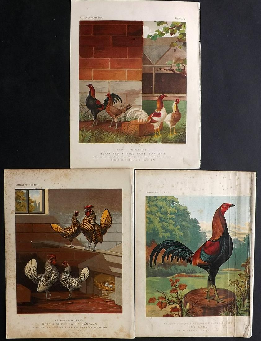 Ludlow & Wright C1880 Lot of 3 Poultry Prints (1 of 2)