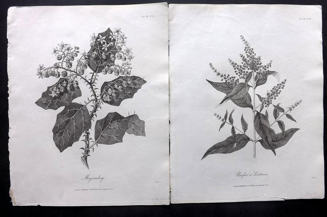 Bruce, James 1813 Pair of Botanical Prints: Copper Plate Published 1813, Edinburgh for "Travels to discover the source of the Nile" by James Bruce. Paper Size: 12 x 9.5 inch (30 x 24cm) Water stain in top margin. Some toning
