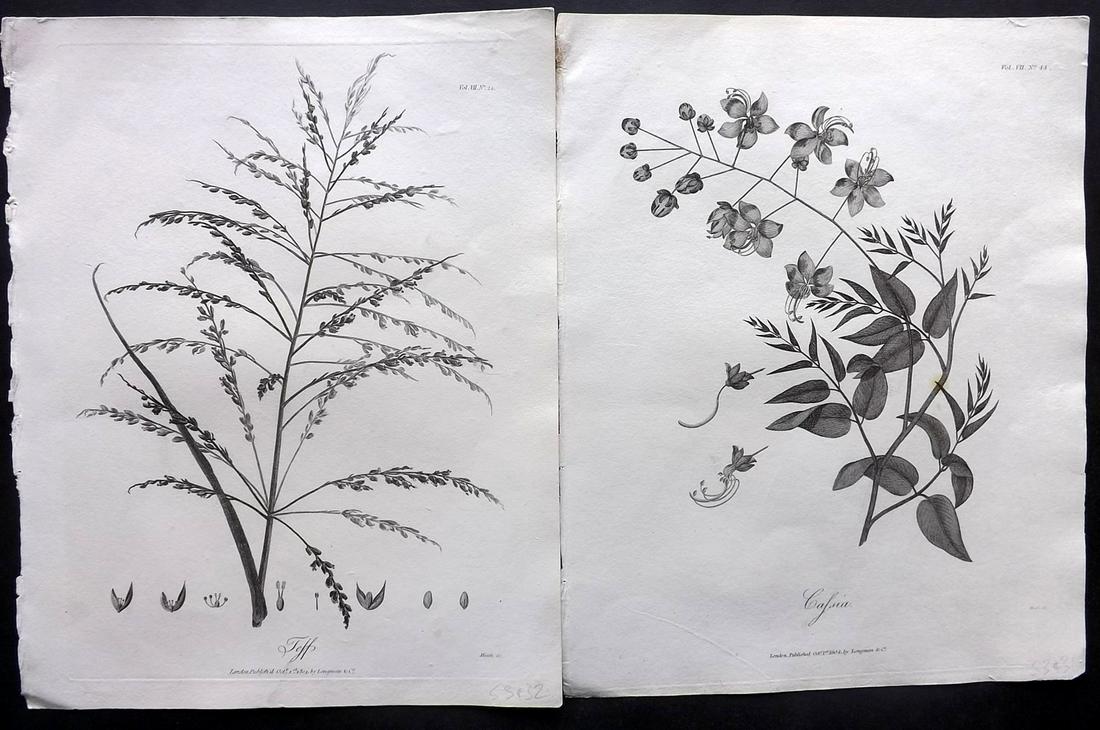 Bruce, James 1813 Pair of Botanical Prints (1 of 2)