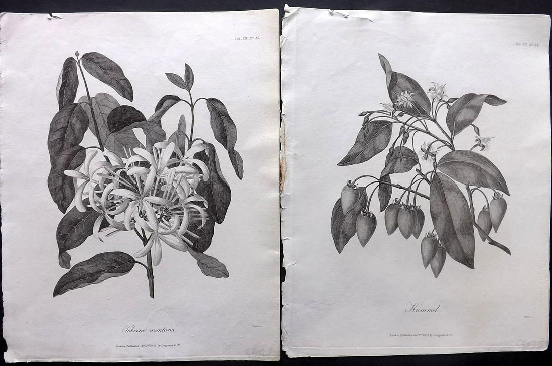 Bruce, James 1813 Pair of Botanical Prints: Copper Plate Published 1813, Edinburgh for "Travels to discover the source of the Nile" by James Bruce. Paper Size: 12 x 9.5 inch (30 x 24cm) Water stain in top margin. Some toning