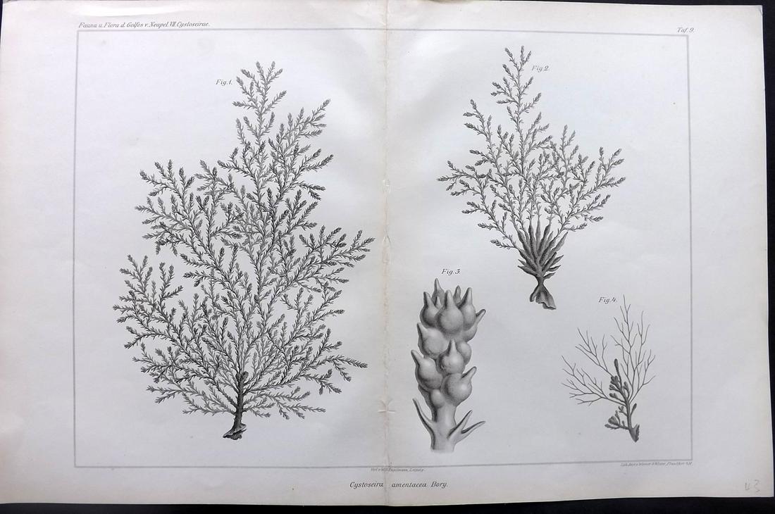 Naples Zoology Station 1883 Folio Seaweed Print 09: Folio Lithograph Published 1883, Leipzig for "Fauna und Flora des Golfes von Neapal" by The Zoologischen Station Zu Neapel. Paper Size: 17 x 11.5 inch (43 x 29cm) Good Condition