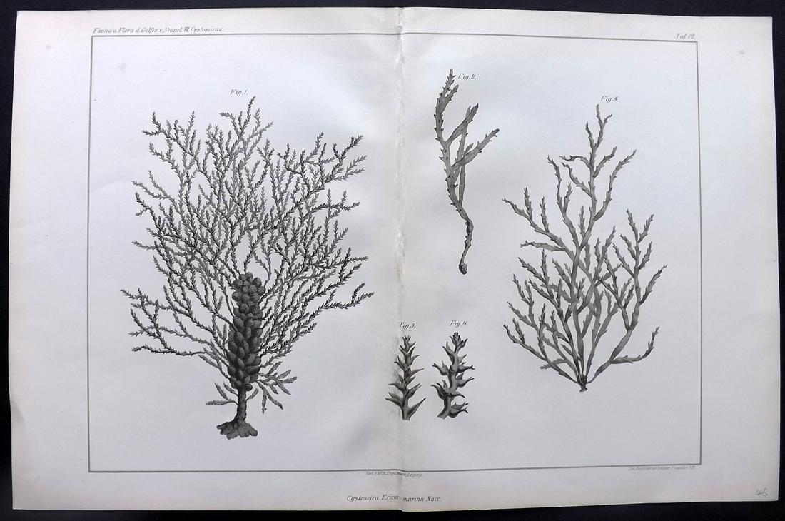 Naples Zoology Station 1883 Folio Seaweed Print 12: Folio Lithograph Published 1883, Leipzig for "Fauna und Flora des Golfes von Neapal" by The Zoologischen Station Zu Neapel. Paper Size: 17 x 11.5 inch (43 x 29cm) Good Condition