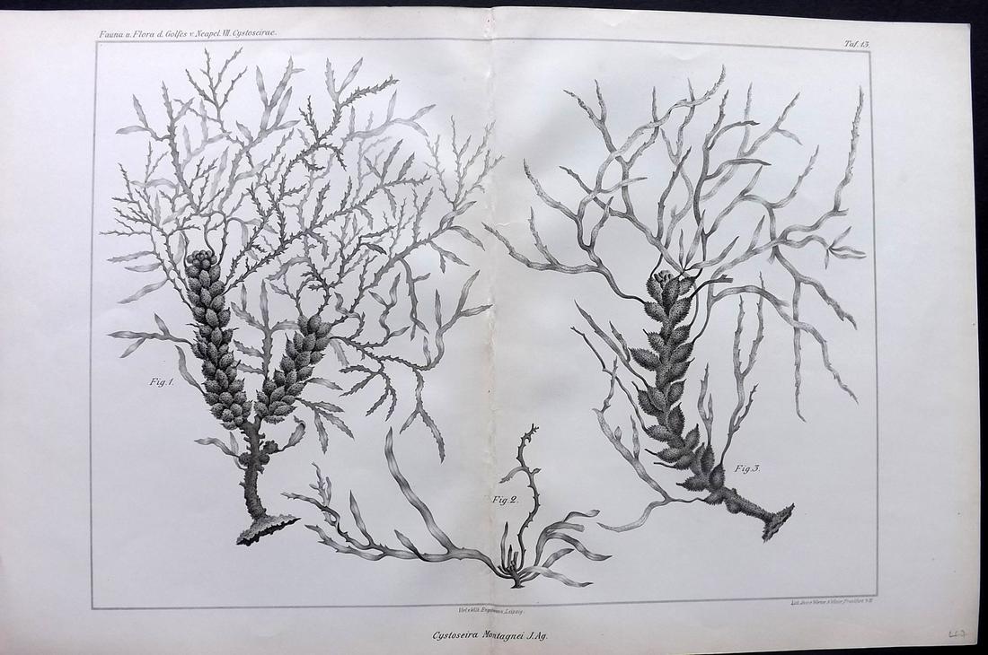 Naples Zoology Station 1883 Folio Seaweed Print 13: Folio Lithograph Published 1883, Leipzig for "Fauna und Flora des Golfes von Neapal" by The Zoologischen Station Zu Neapel. Paper Size: 17 x 11.5 inch (43 x 29cm) Good Condition