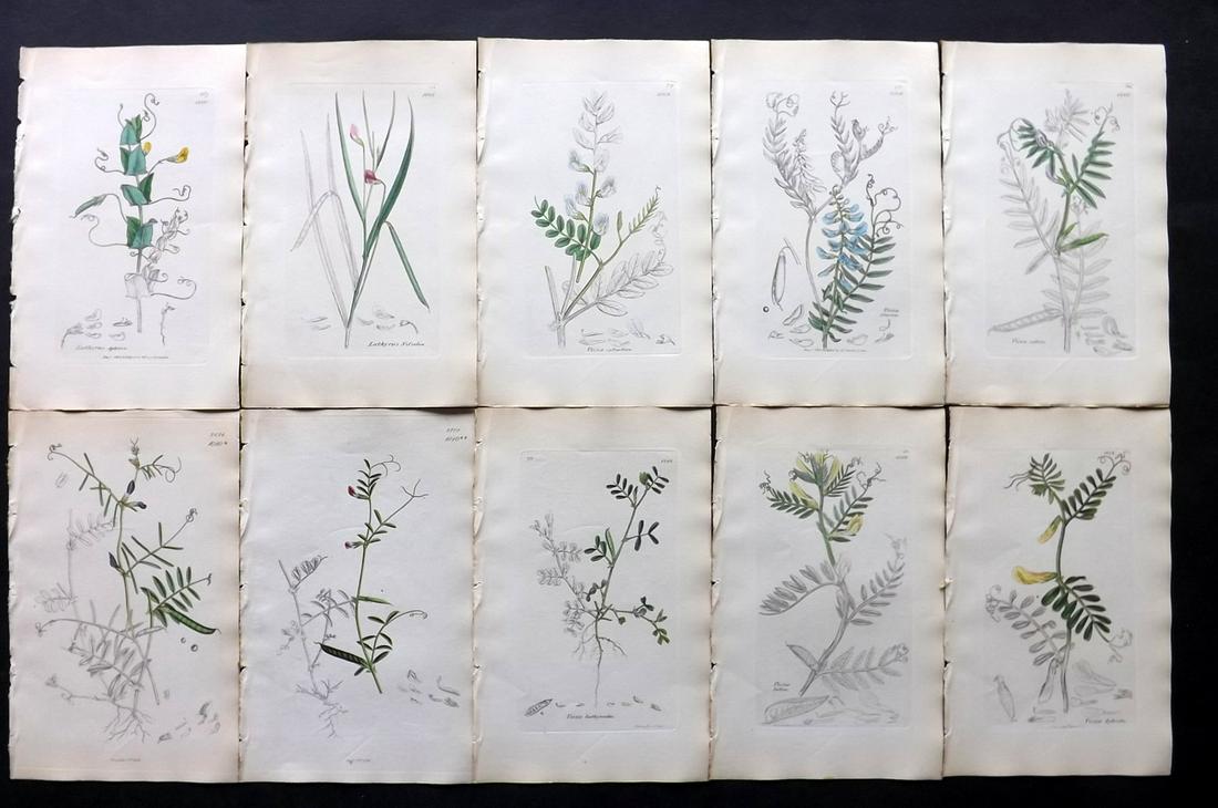 Sowerby, James C1840 Lot 10 Part HCol Botanical Prints: Partial Hand Colored Etchings only (as issued) Published London, 1832-46 for "English Botany; or, Coloured Figures of British Plants…" Second Edition by James Sowerby and Edward Smith. Paper Size: 9