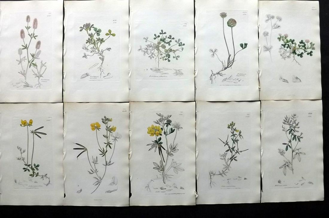 Sowerby, James C1840 Lot 10 Part HCol Botanical Prints: Partial Hand Colored Etchings only (as issued) Published London, 1832-46 for "English Botany; or, Coloured Figures of British Plants…" Second Edition by James Sowerby and Edward Smith. Paper Size: 9