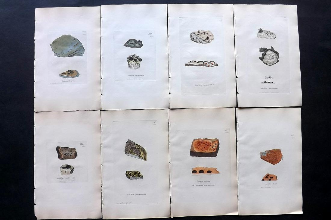 Sowerby, James C1840 Lot 8 HC Botanical Prints Lichens: Full Hand Colored Etchings Published London, 1832-46 for "English Botany; or, Coloured Figures of British Plants…" Second Edition by James Sowerby and Edward Smith. Paper Size: 9 x 5.5 inch (23 x 14