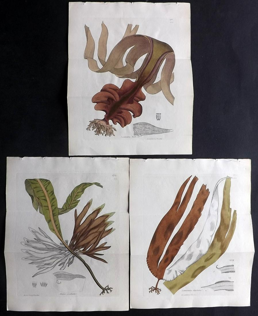 Sowerby, James C1840 Lot of 3 Double Part HC Seaweed (1 of 2)