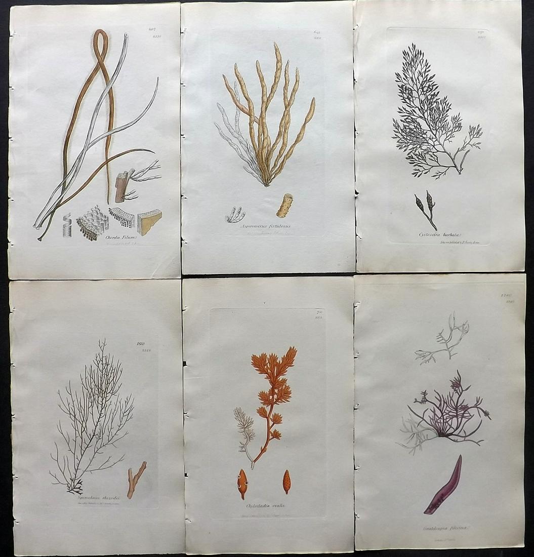 Sowerby, James C1840 Lot of 6 Part HCol Seaweed Prints: Partial Hand Colored Etchings only (as issued) Published London, 1832-46 for "English Botany; or, Coloured Figures of British Plants…" Second Edition by James Sowerby and Edward Smith. Paper Size: 9
