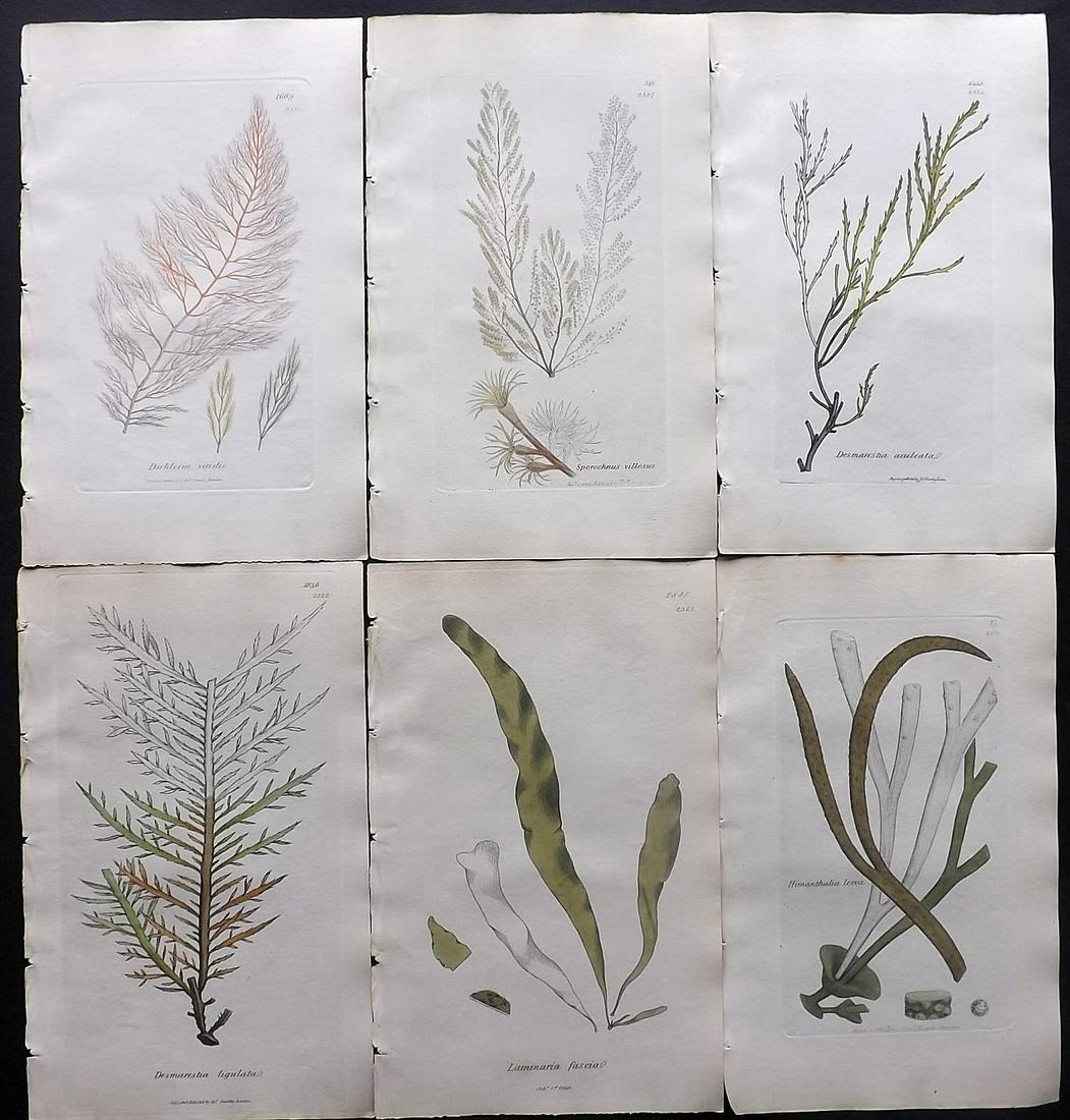 Sowerby, James C1840 Lot of 6 Part HCol Seaweed Prints: Partial Hand Colored Etchings only (as issued) Published London, 1832-46 for "English Botany; or, Coloured Figures of British Plants…" Second Edition by James Sowerby and Edward Smith. Paper Size: 9