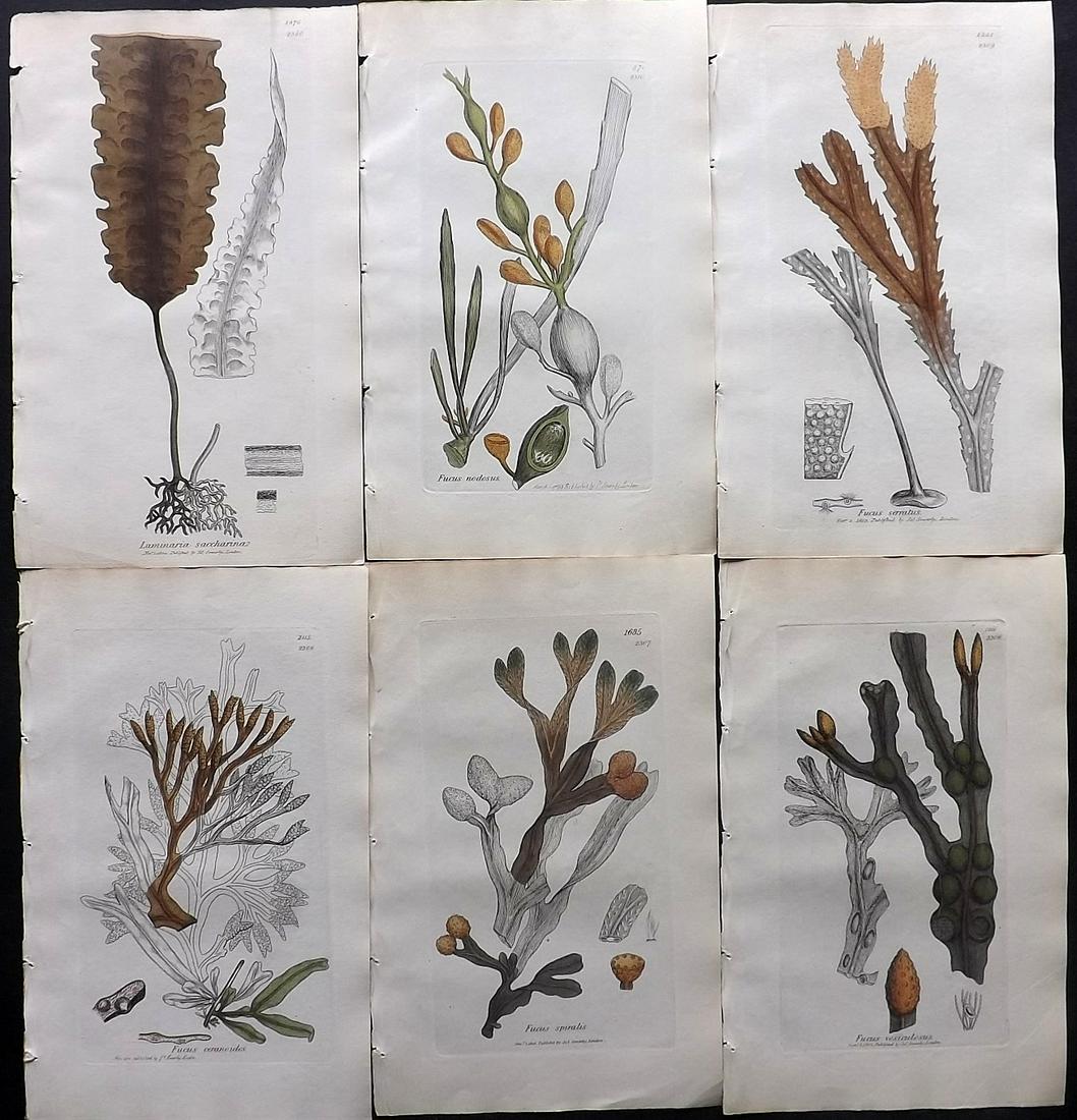 Sowerby, James C1840 Lot of 6 Part HCol Seaweed Prints (1 of 2)