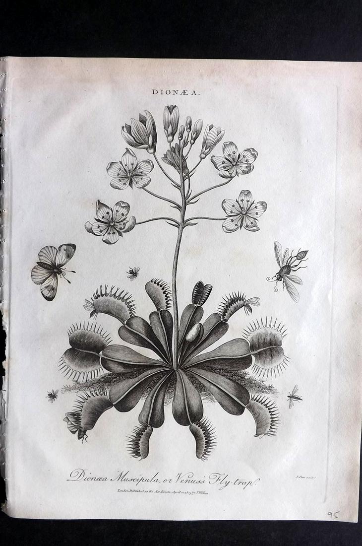 Wilkes, John C1810 Botanical Print. Venus Fly Trap (1 of 2)