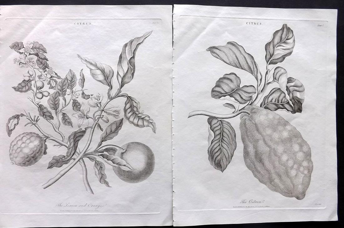 Wilkes, John C1810 Pair of Citrus Fruit Prints (1 of 2)
