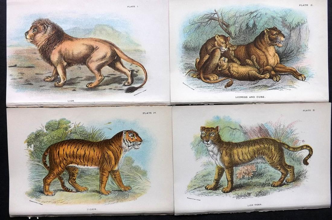 Lloyds's 1895 Lot of 4 Prints. Lion & Tigers (1 of 2)